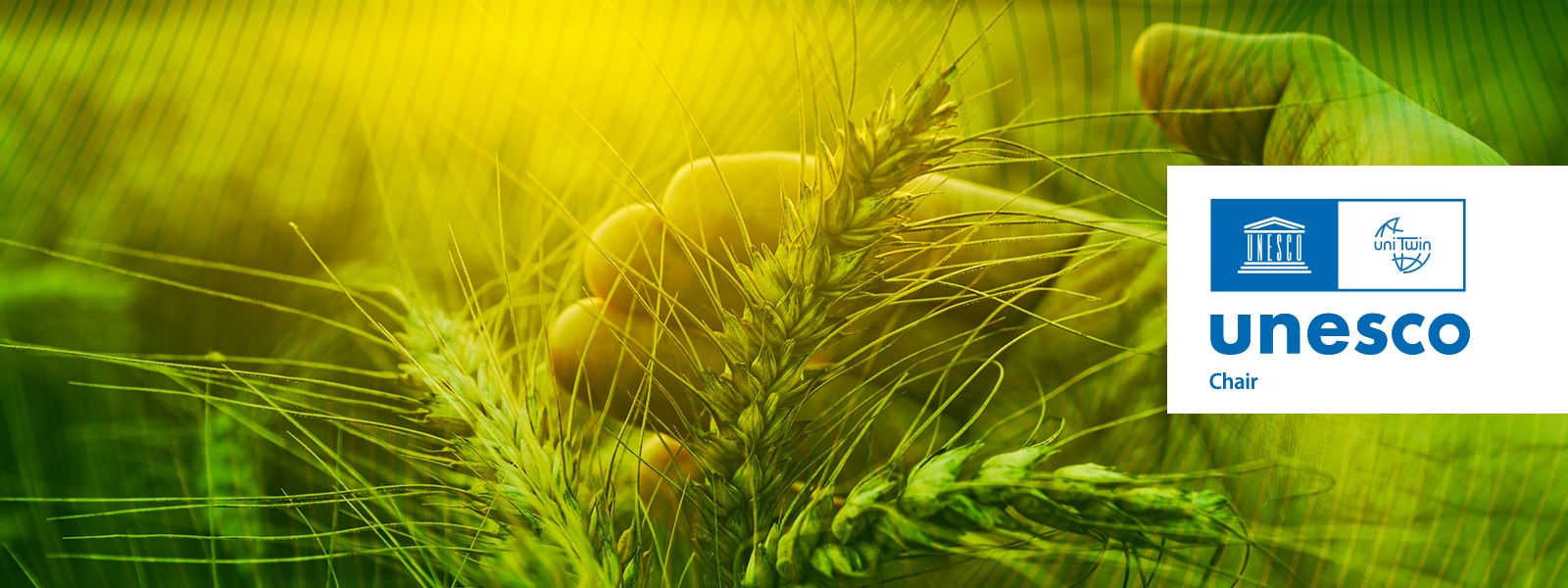 Sustainable Food Futures Hero Banner